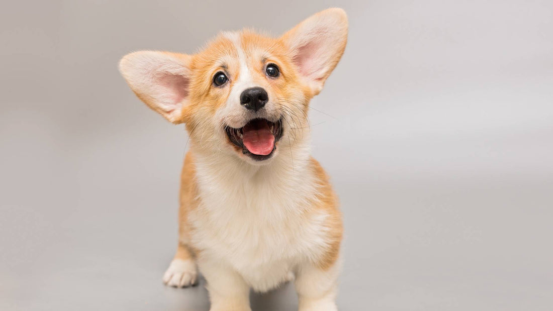 3 Common Mistakes New Puppy Owners Make (And How to Avoid Them)