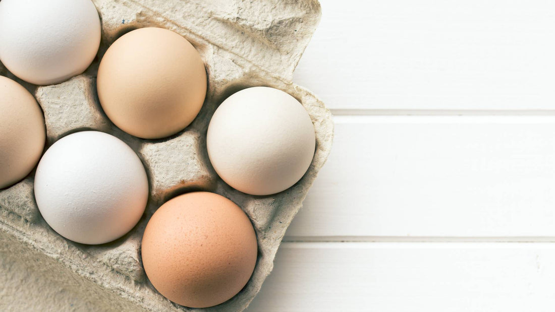 Are eggs good for dogs?