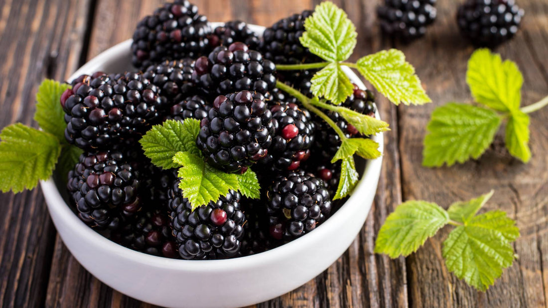 Can Dogs Eat Blackberries