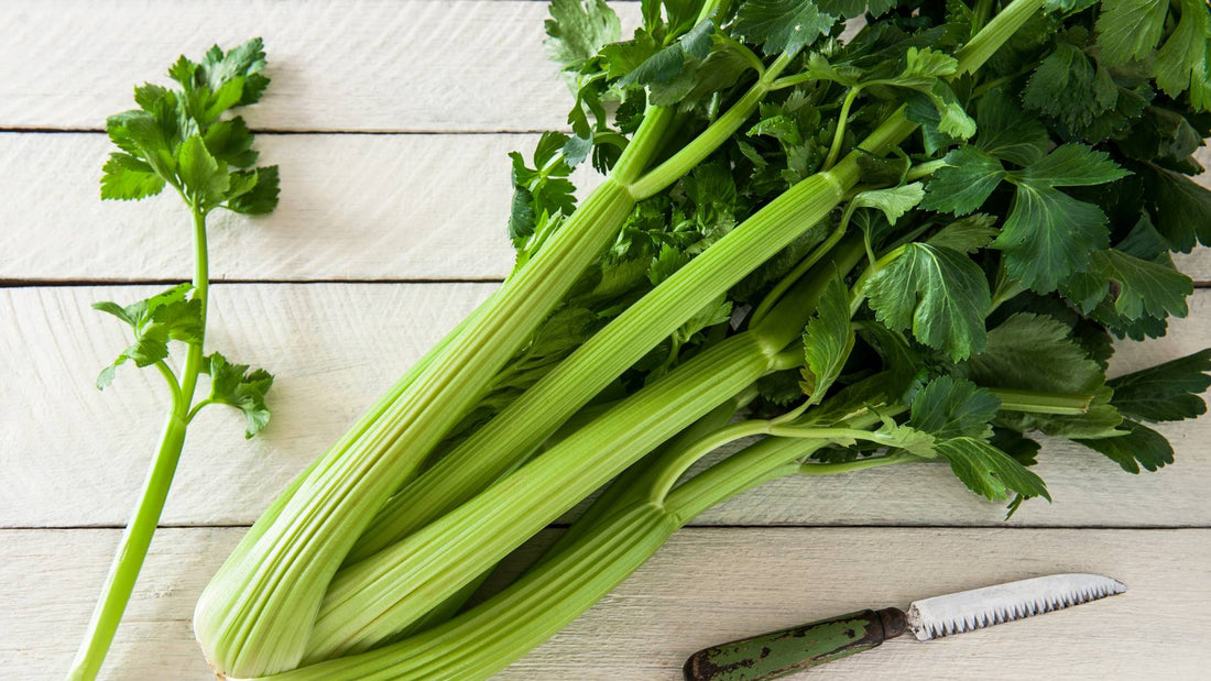 Can Dogs Eat Celery?