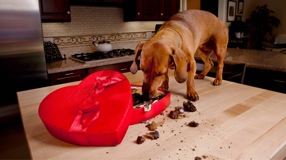 Can Dogs Eat Chocolate
