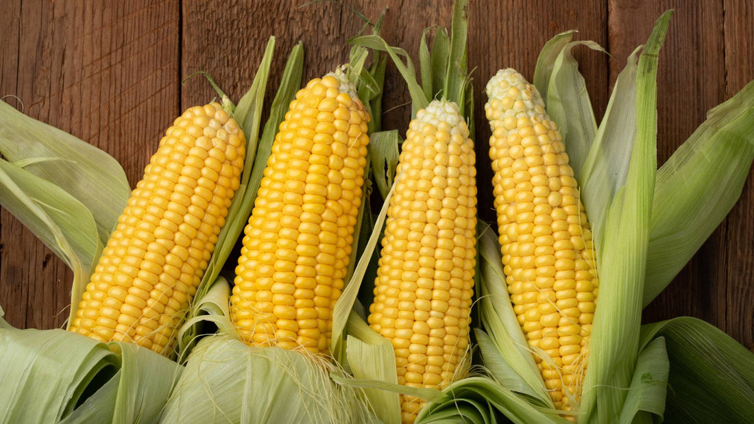 Can Dogs Eat Corn on the Cob