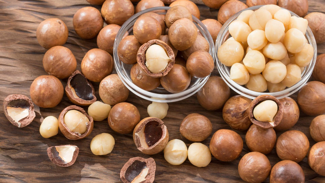 Can Dogs Eat Macadamia Nuts