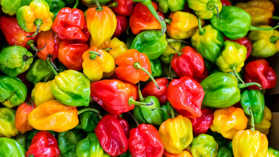 Can Dogs Eat Peppers