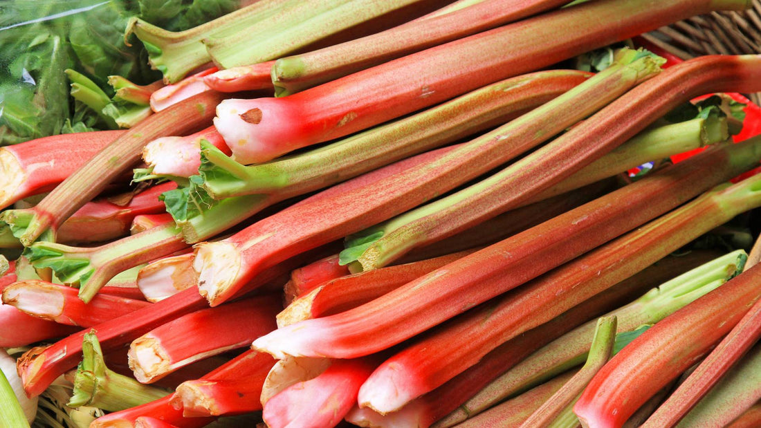 Can Dogs Eat Rhubarb