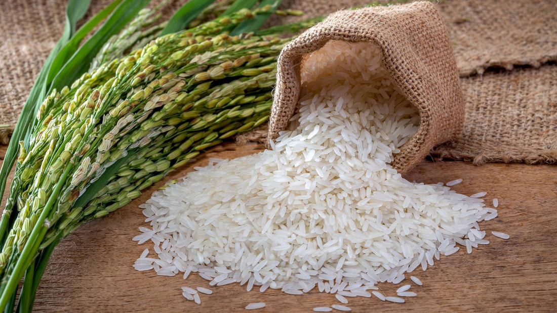 Can dogs eat rice