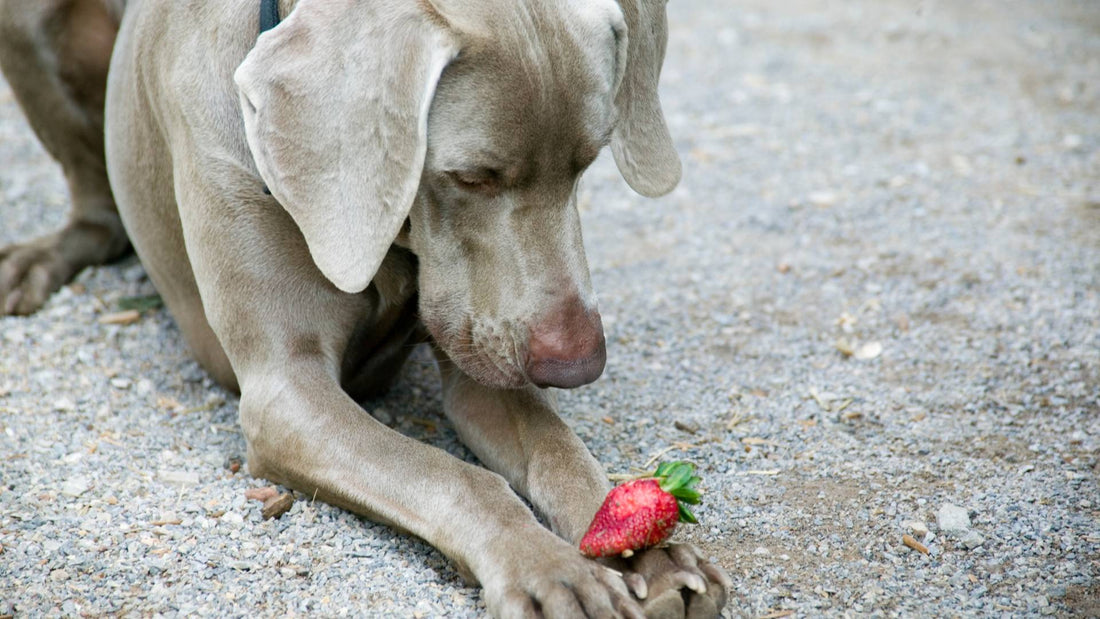 Can Dogs Eat Strawberries