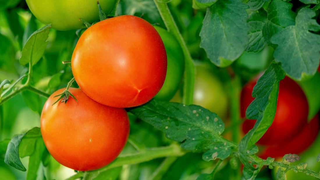 Can Dogs Eat Tomatoes