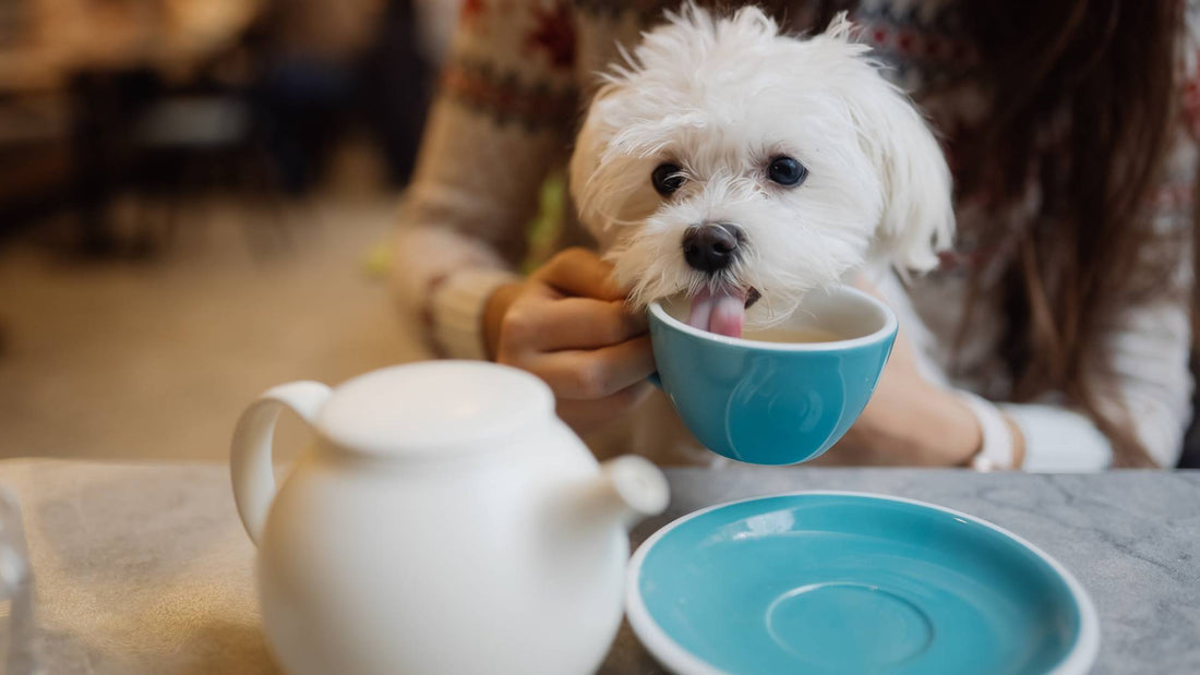 Can Dogs Have Caffeine