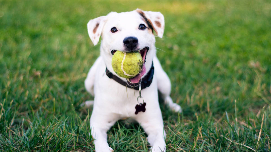 Do dogs need sunscreen