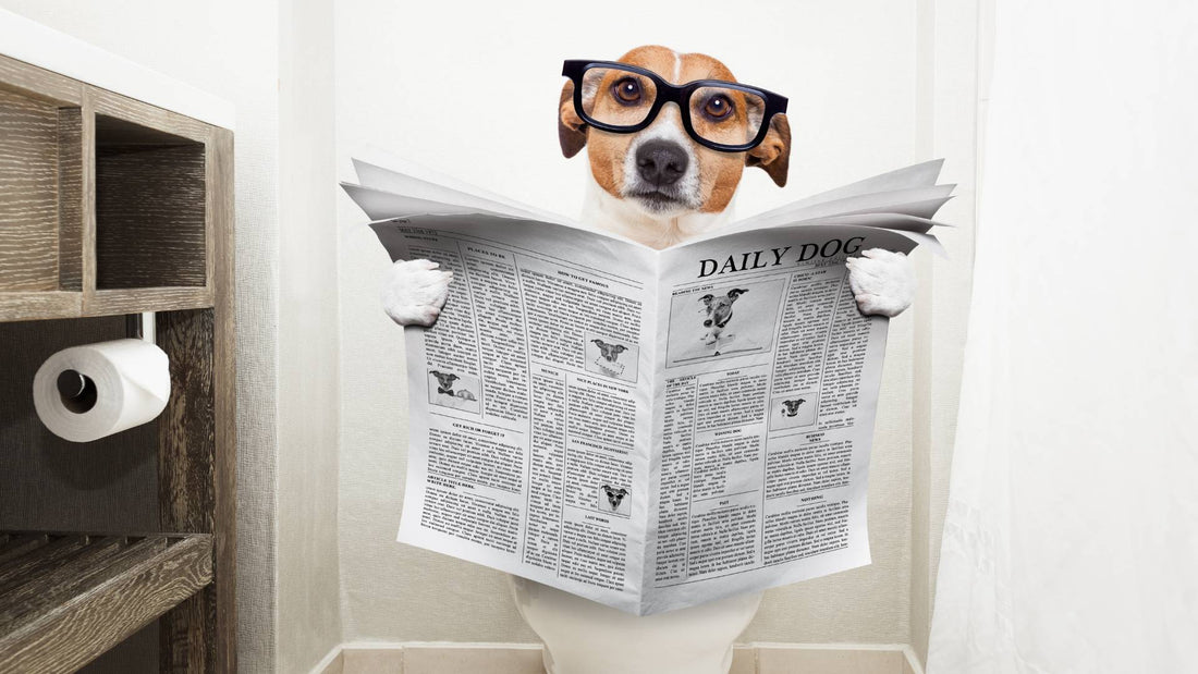 Dog Diarrhoea: Definition, Symptoms, Appearance, Causes and Treatment