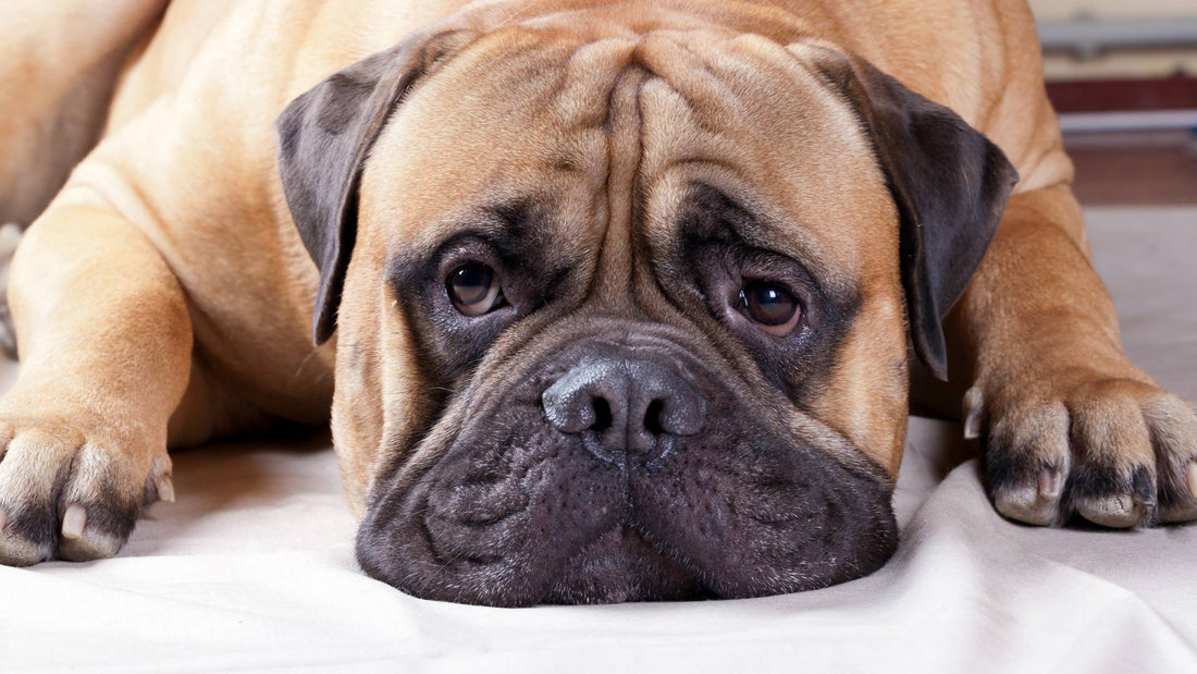Why Is My Dog Sick In A Morning?