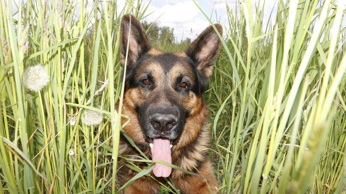 Hayfever in dogs; seasonal allergy symptoms & treatment