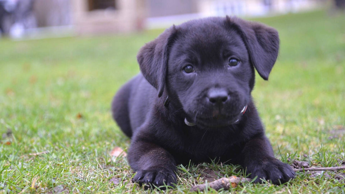 How Often Should I Feed My Puppy