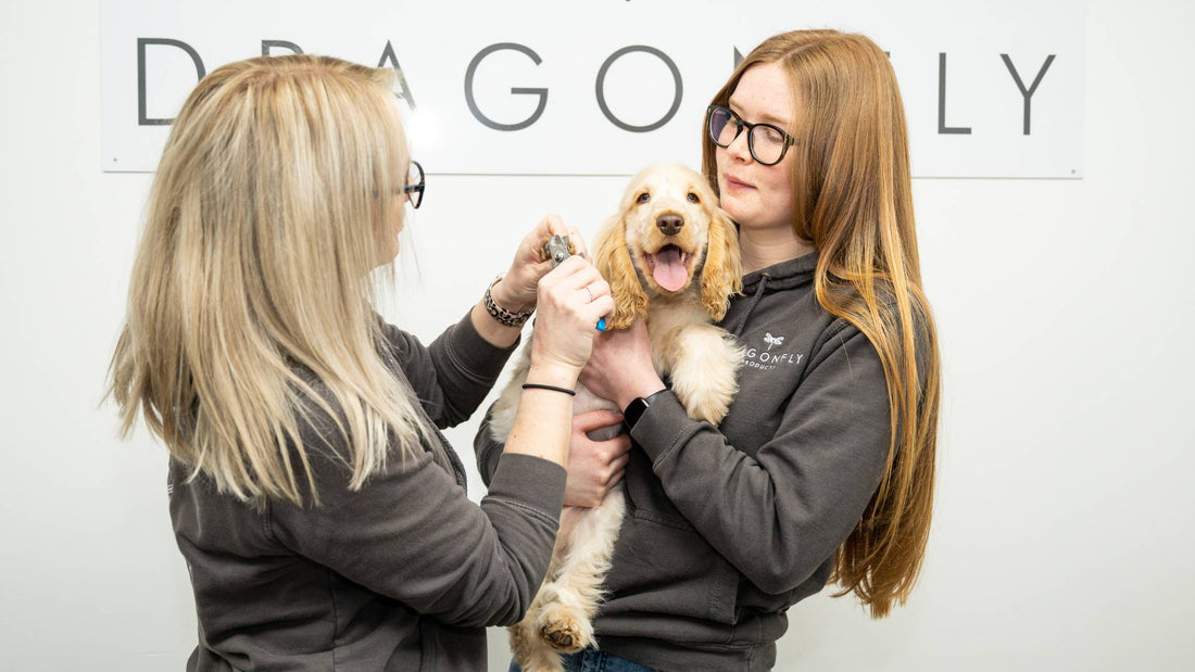 Nail Clipping for Dogs