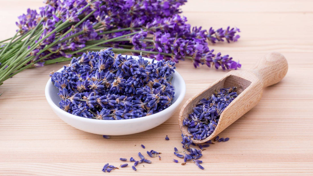 Natural Calming Remedies and Treatments for Dogs