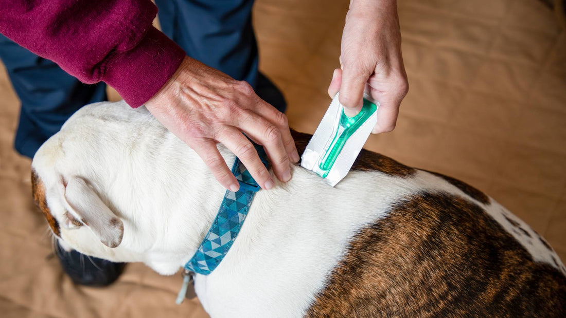 Natural Flea Treatments for Dogs