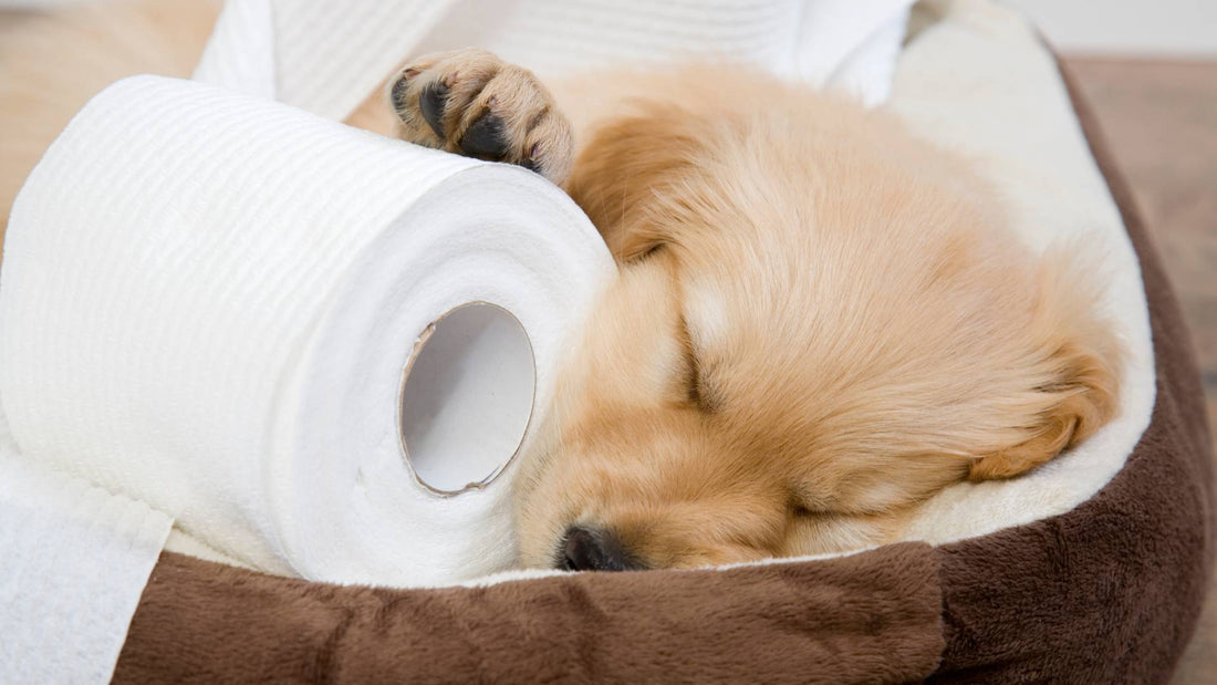 Top 10 Tips on Toilet Training Your Puppy
