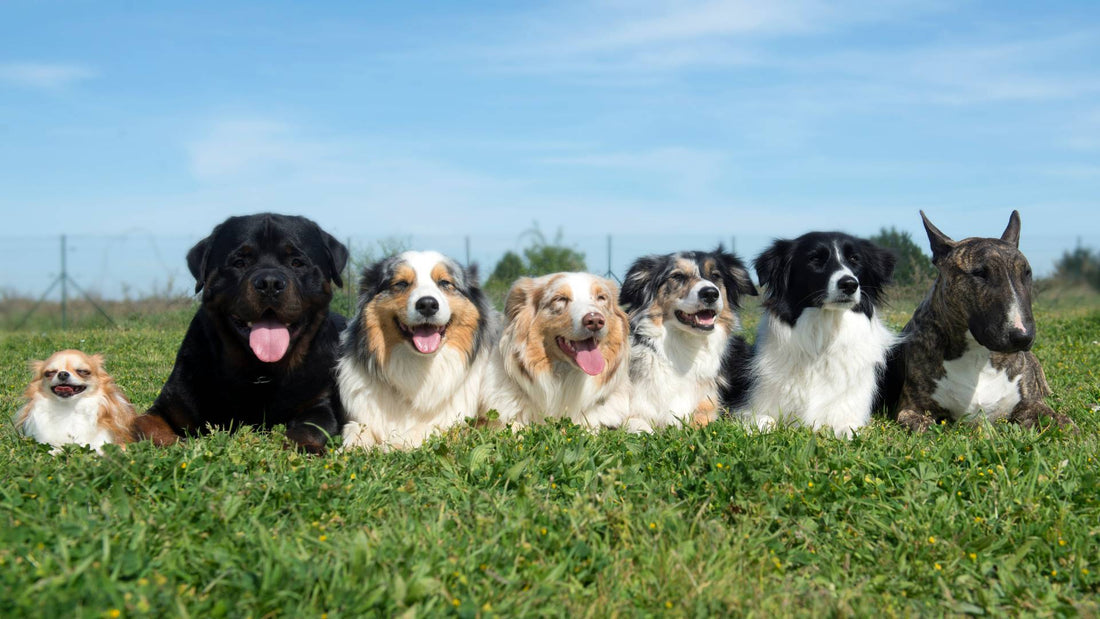 Understanding the Expected Weights of Adult Dog Breeds