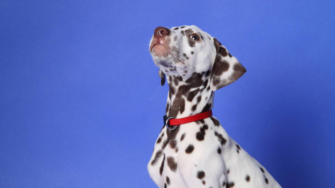 What is a Low Purine Diet for Dogs?
