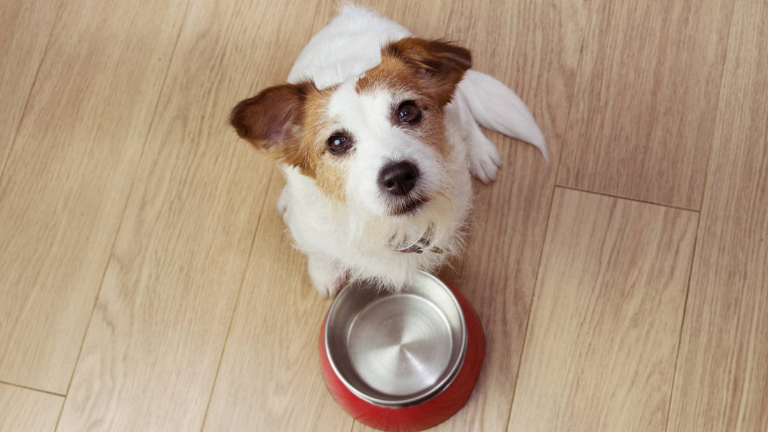 What is hypoallergenic dog food?