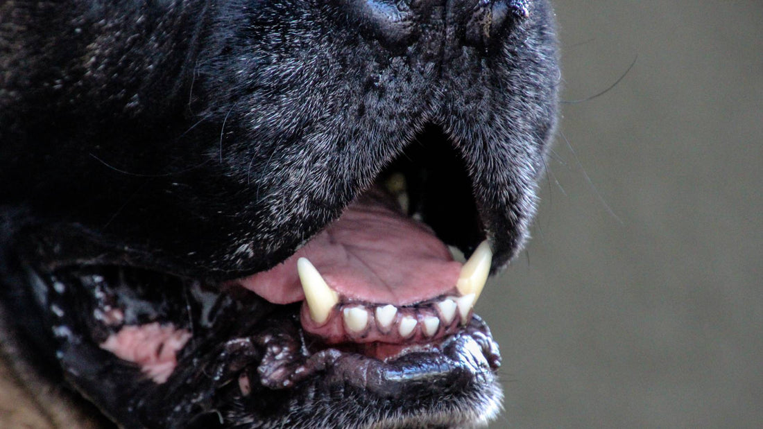 why do dogs get bad breath