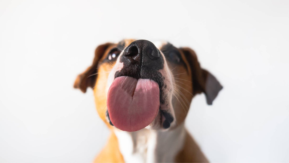 Why Do Dogs Lick?
