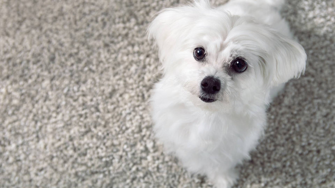 Why do dogs scratch the carpet?