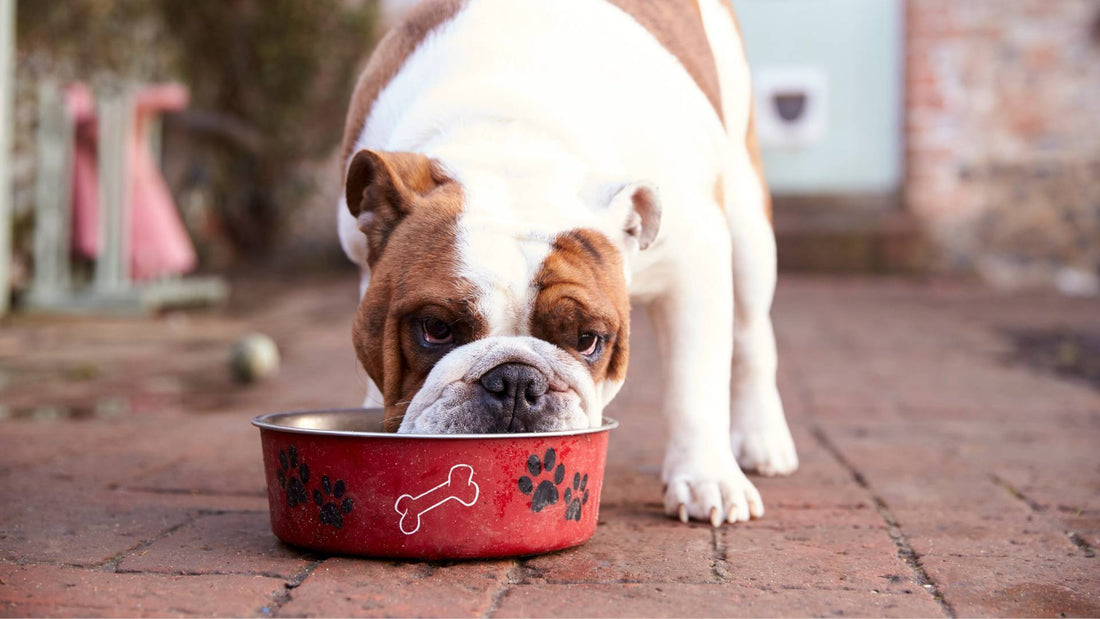 Why does my dog eat so fast?