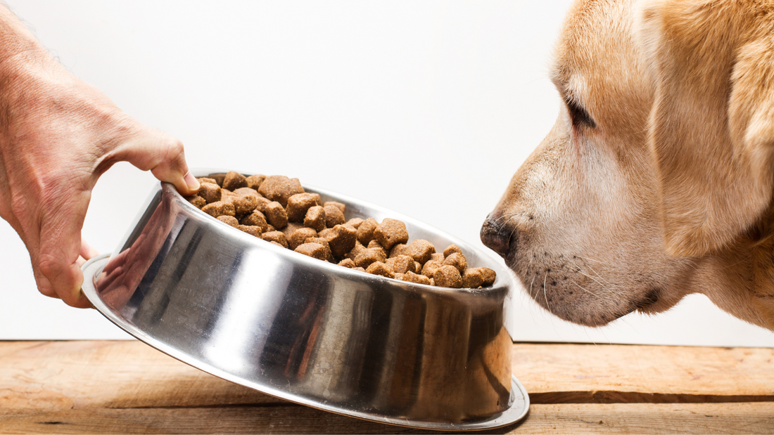why has dog stopped eating dry food