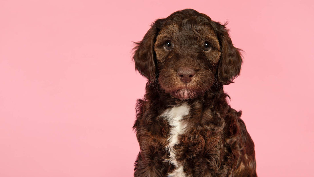 are pizzles safe for puppies?