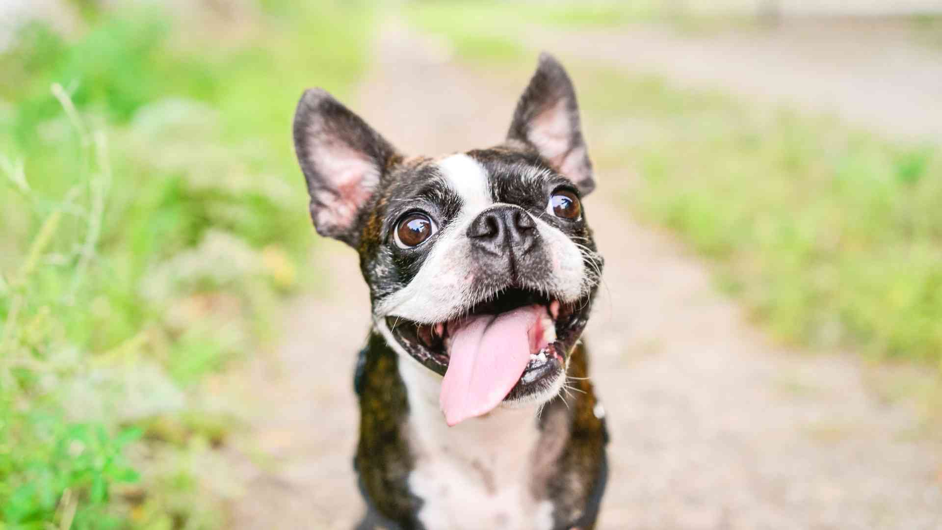 Dog's breath smells like rotten fashion meat