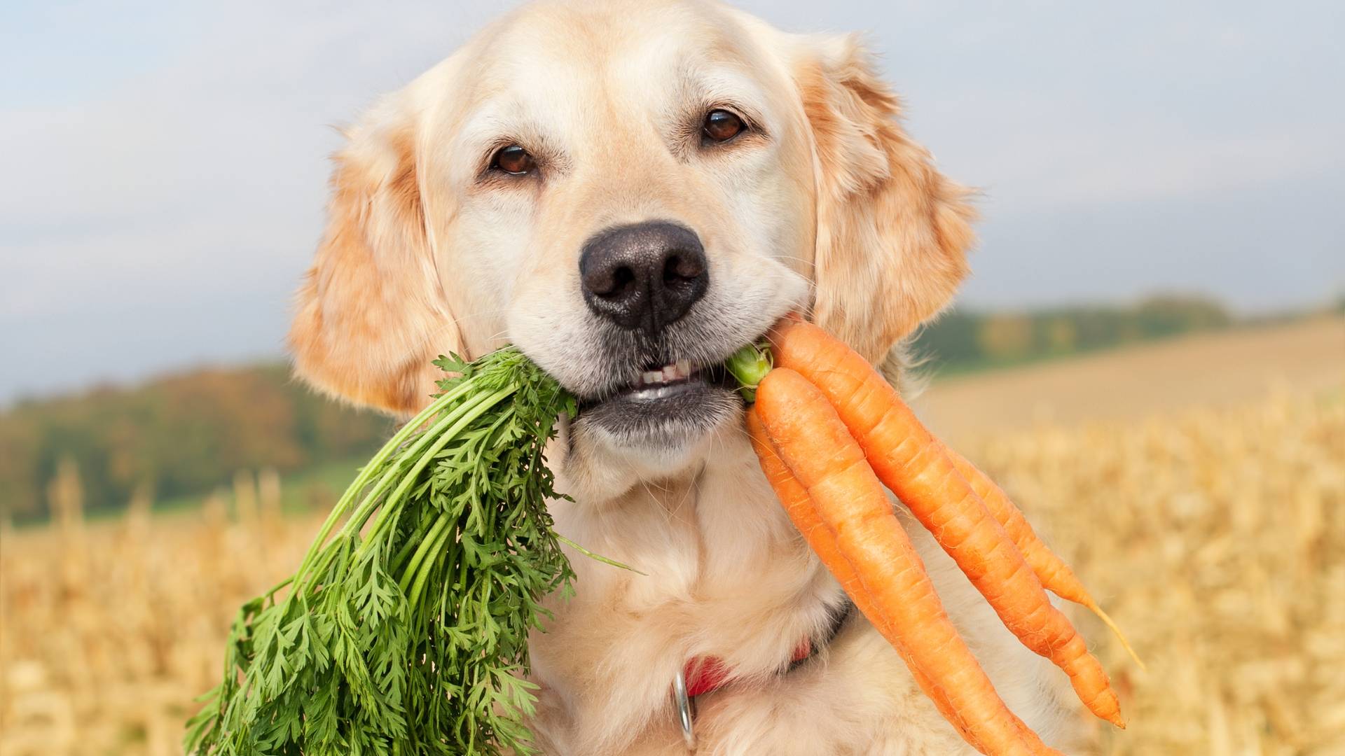 Frozen carrot shop for puppy