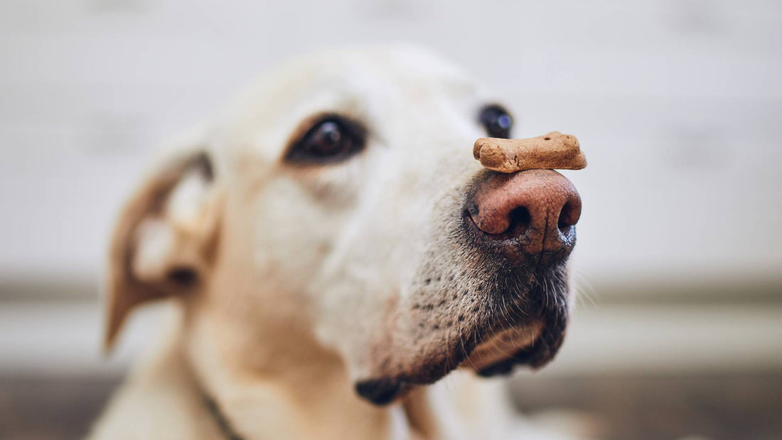 Dog Biscuit Appreciation Day