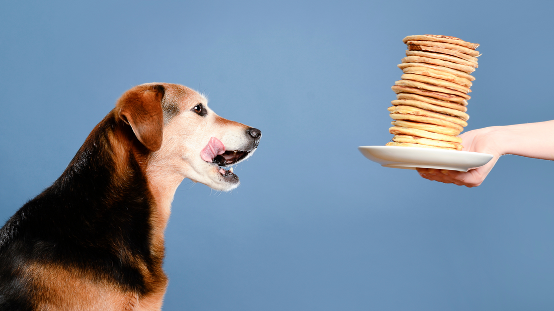 dog friendly pancake recipe