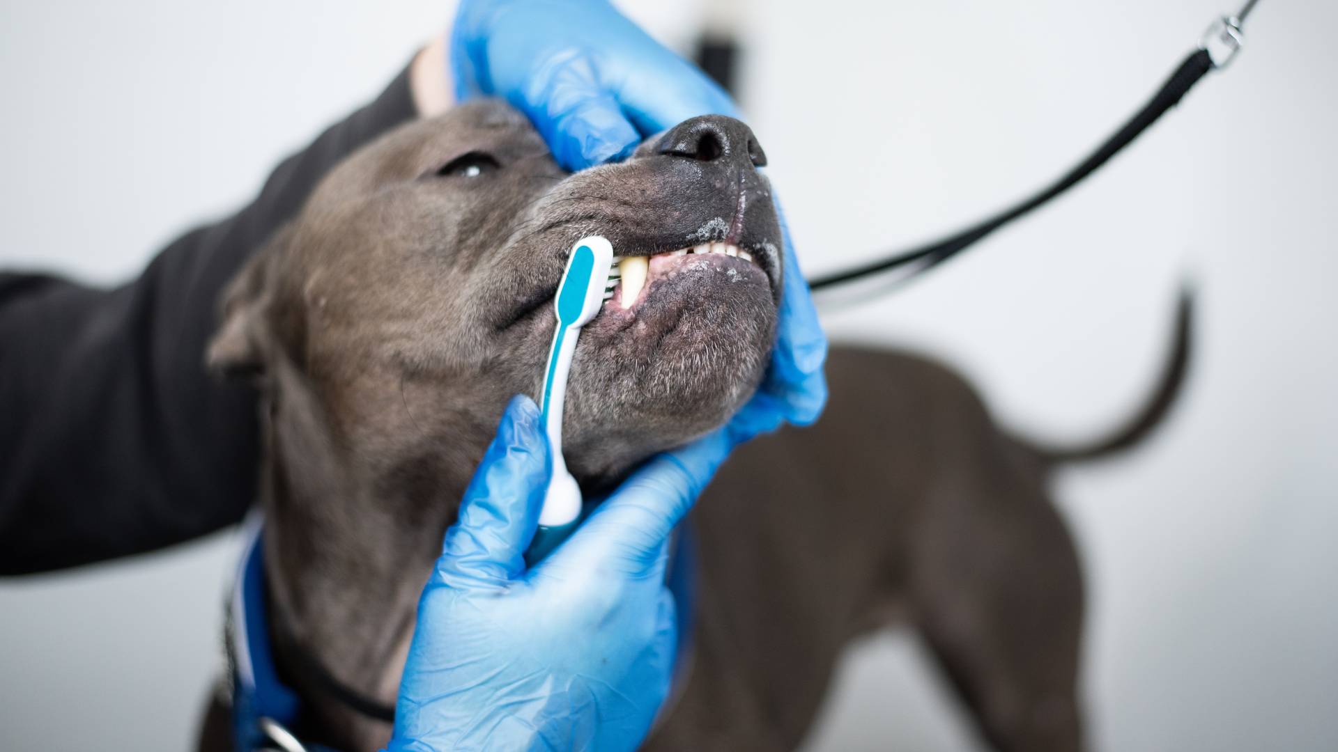 Cheap teeth cleaning for dogs sales near me