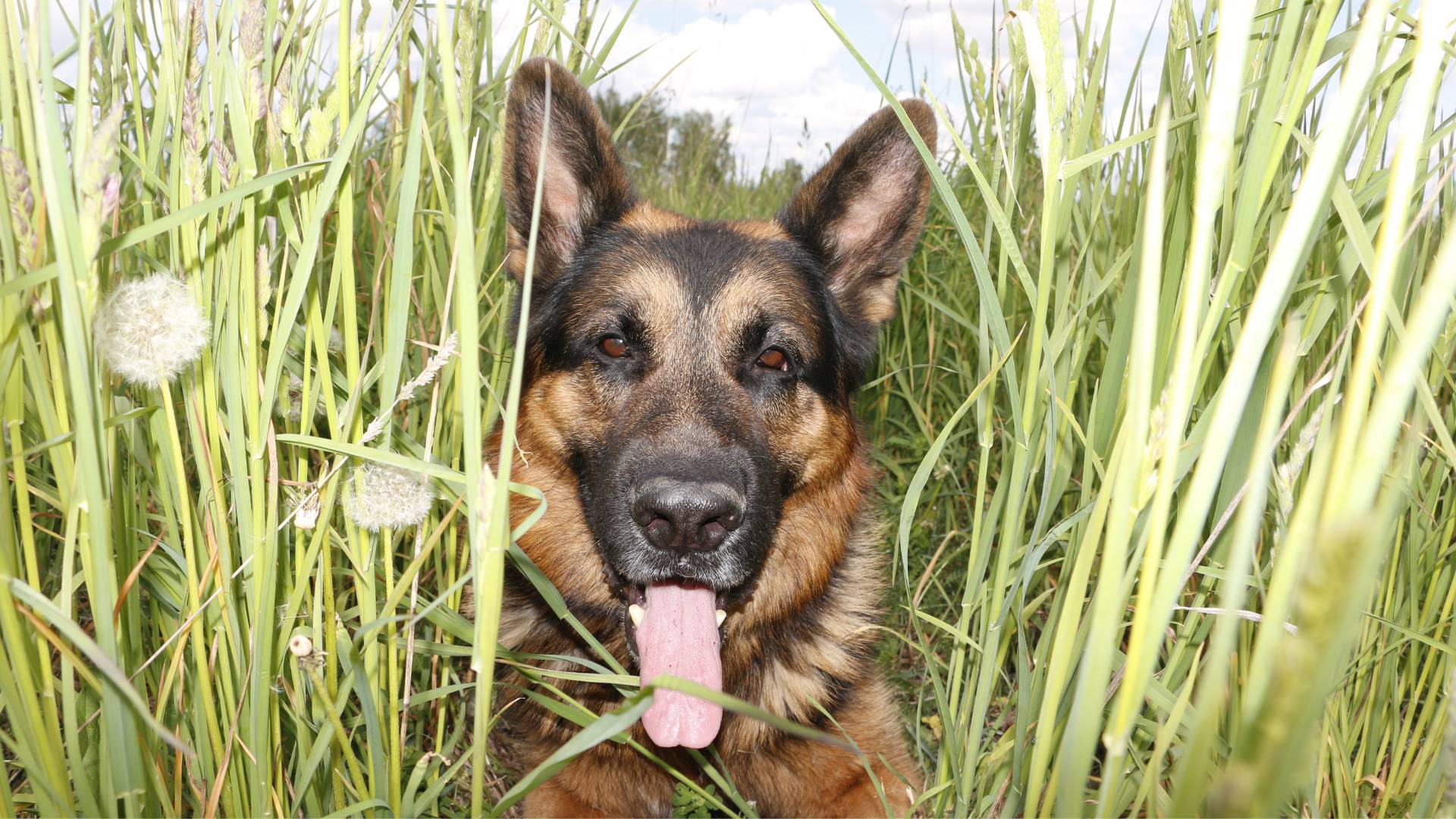 Hayfever relief for sales dogs