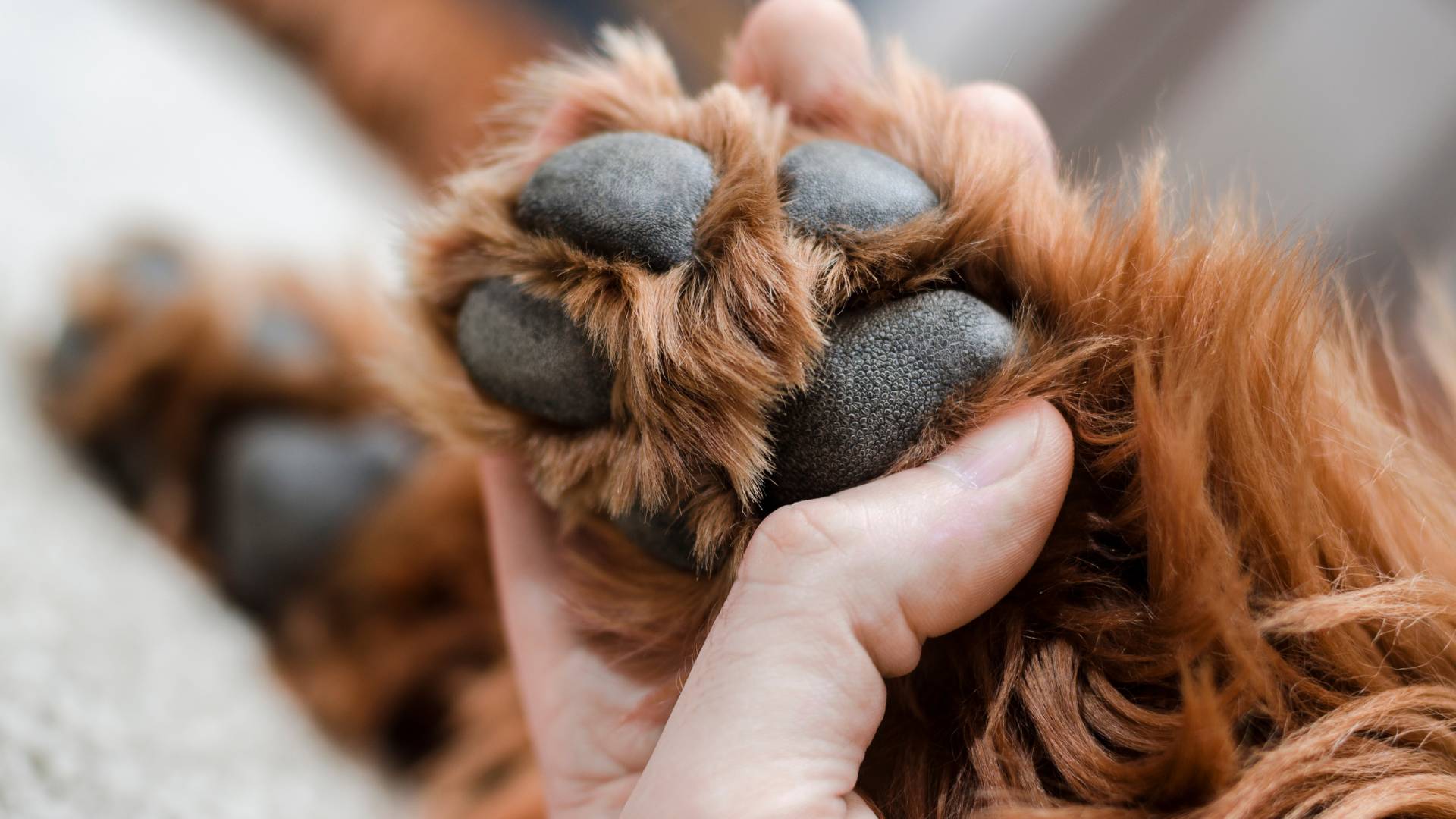 Protect your dog's paws from winter weather