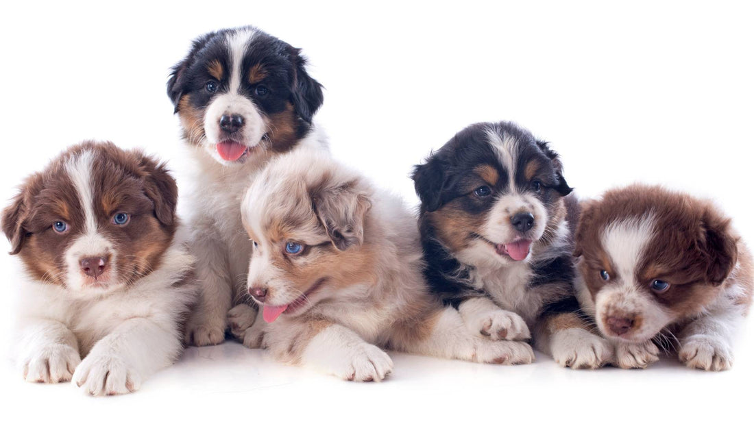 National Puppy Day 2025