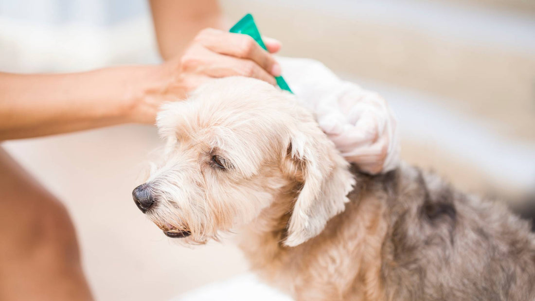 overuse of flea treatments in dogs