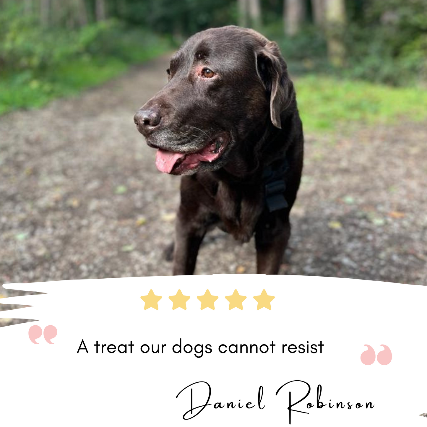 Salmon fishcakes for dogs