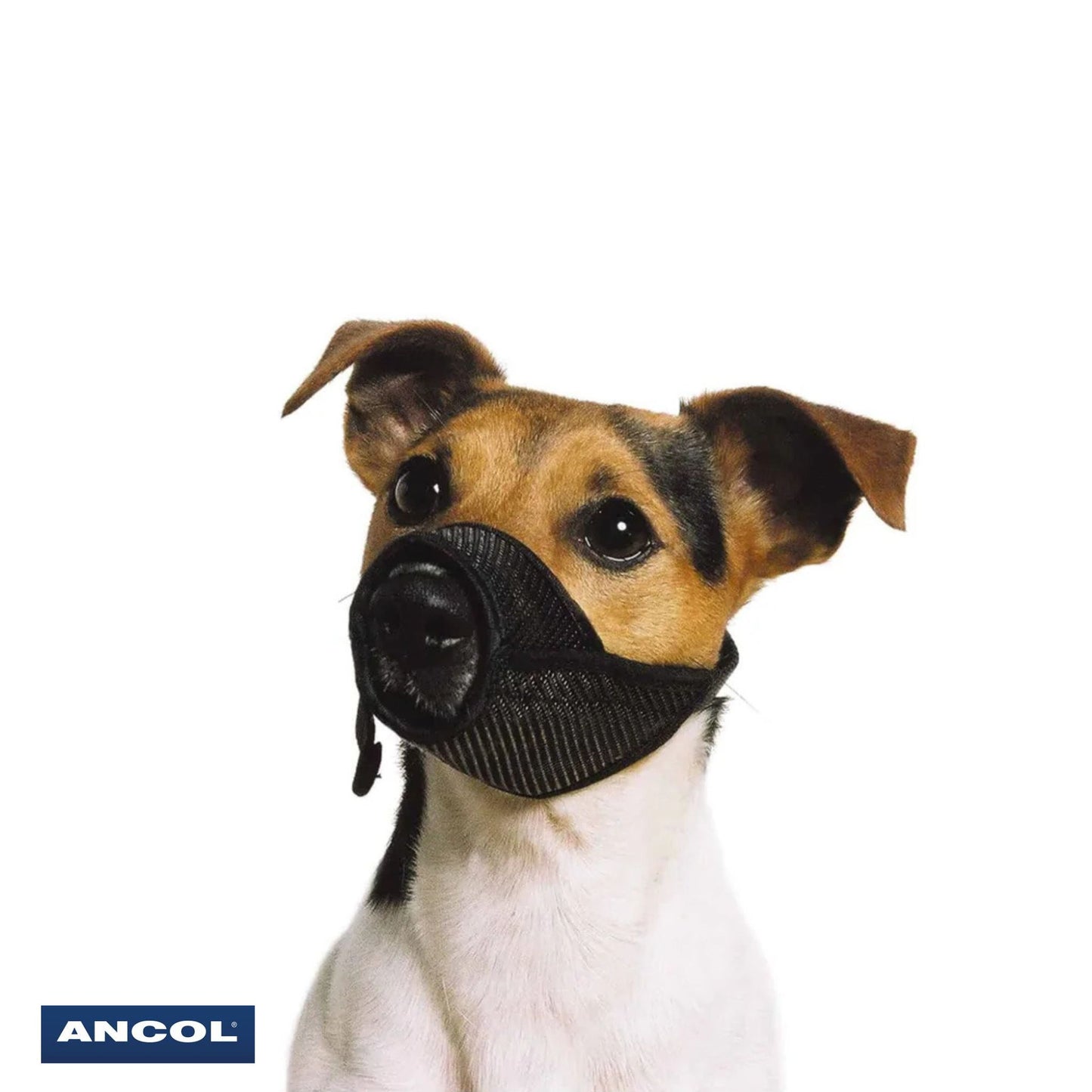 Ancol Mesh Muzzle on a dog