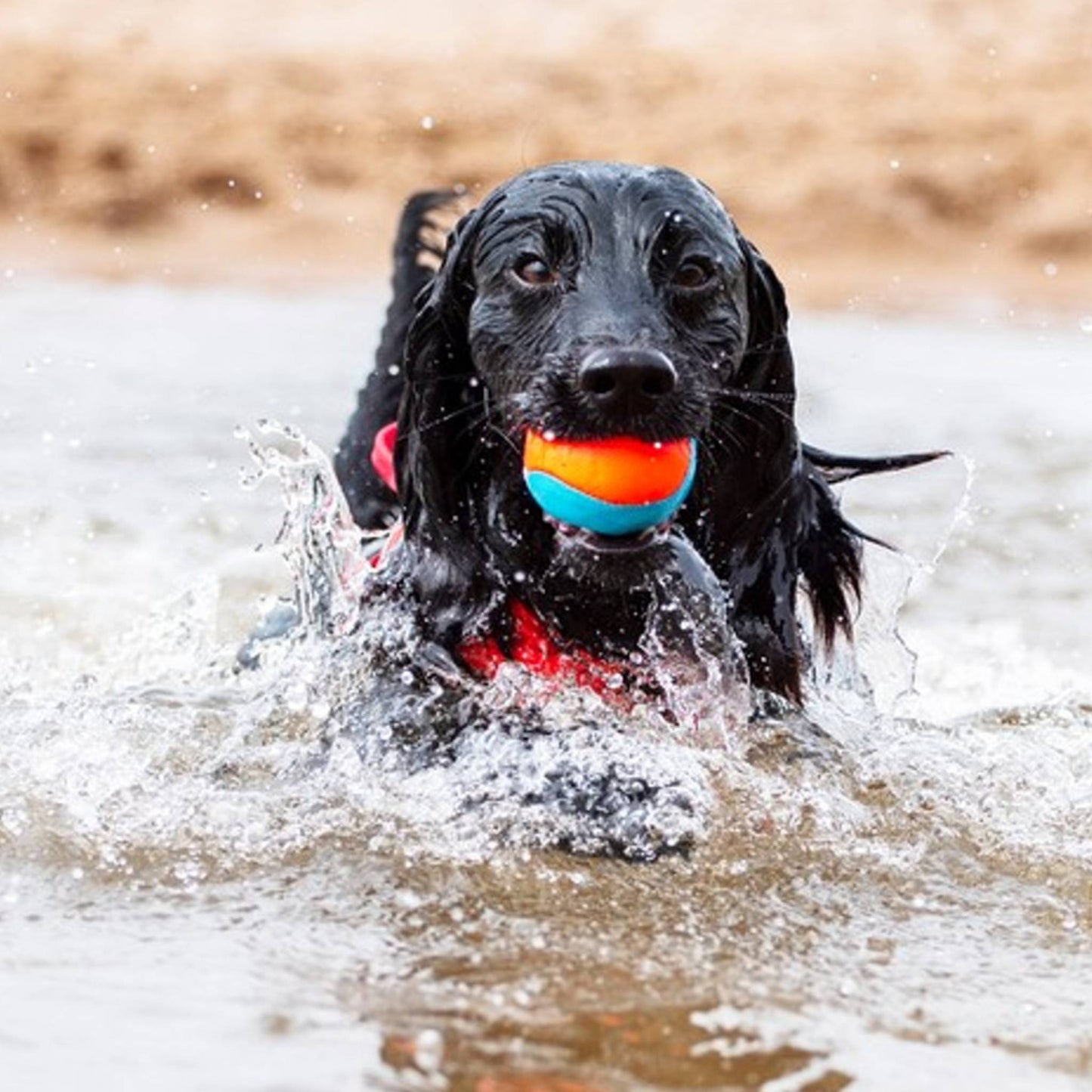 Dog in the water with a CHUCKIT! amphibious ball for dogs