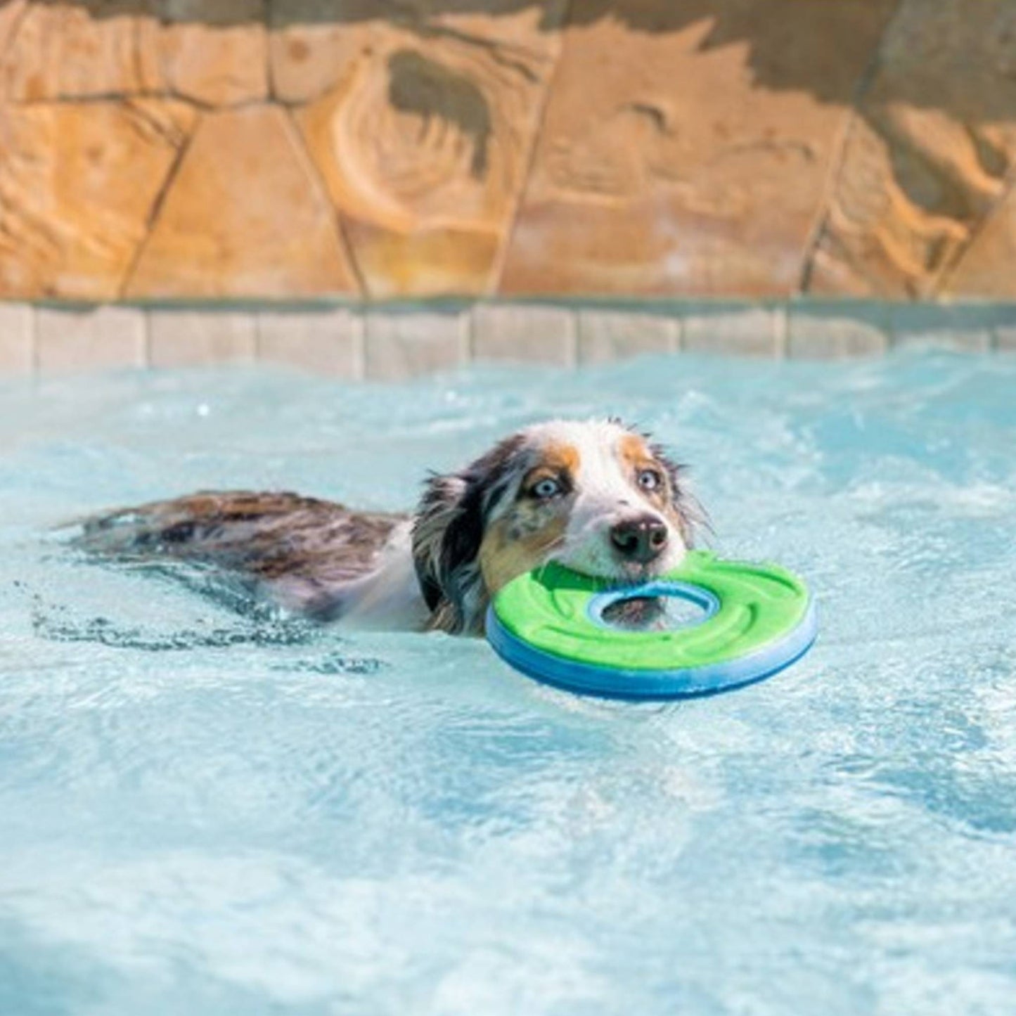 DOG WITH CHUCKIT! AMPHIBIOUS ZIPFLIGHT DOG TOY