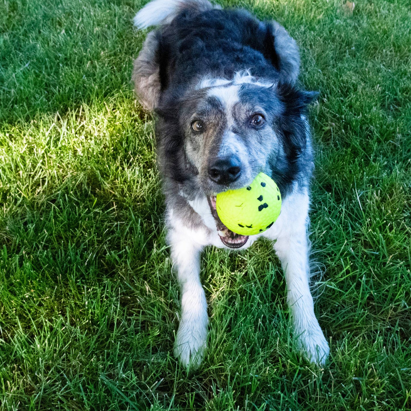 DOG WITH KONG REFLEX BALL