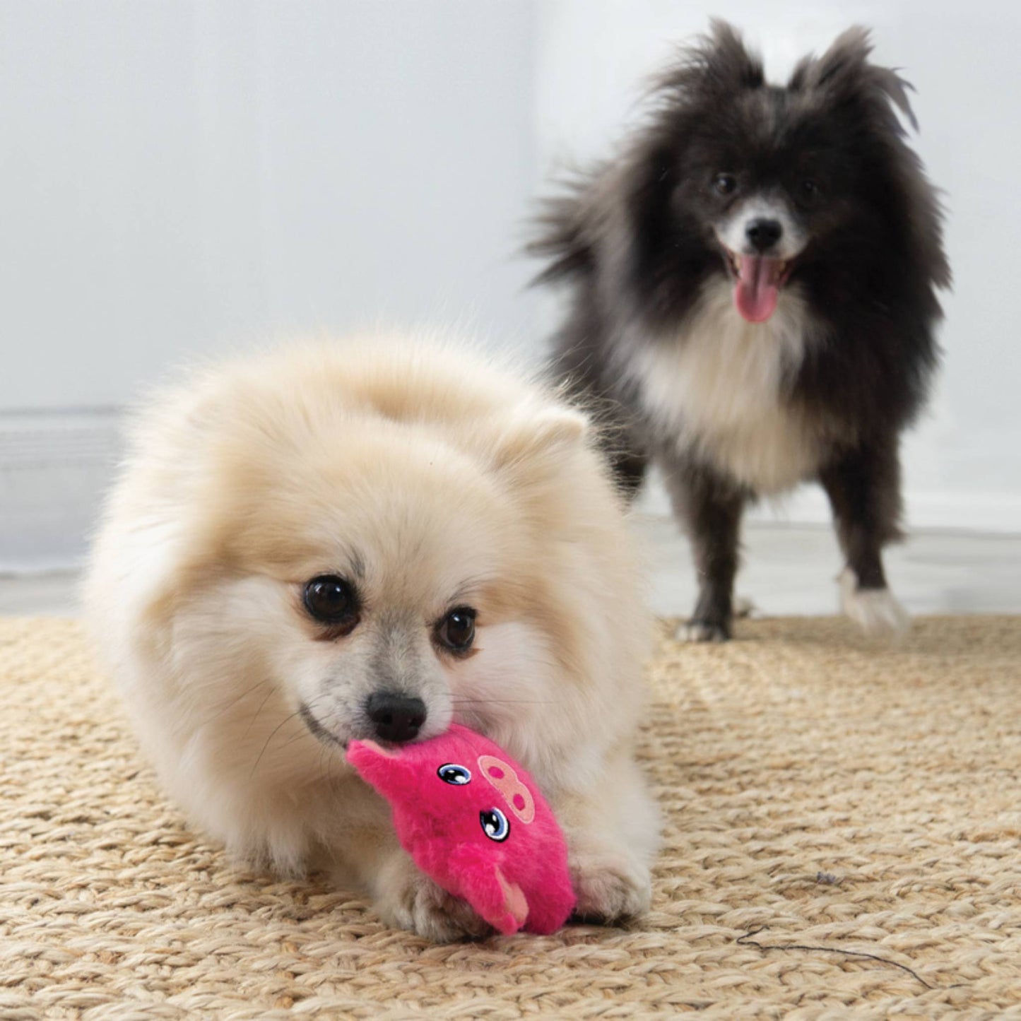 DOGS PLAYING WITH KONG SNUZZLE PIG DOG TOY