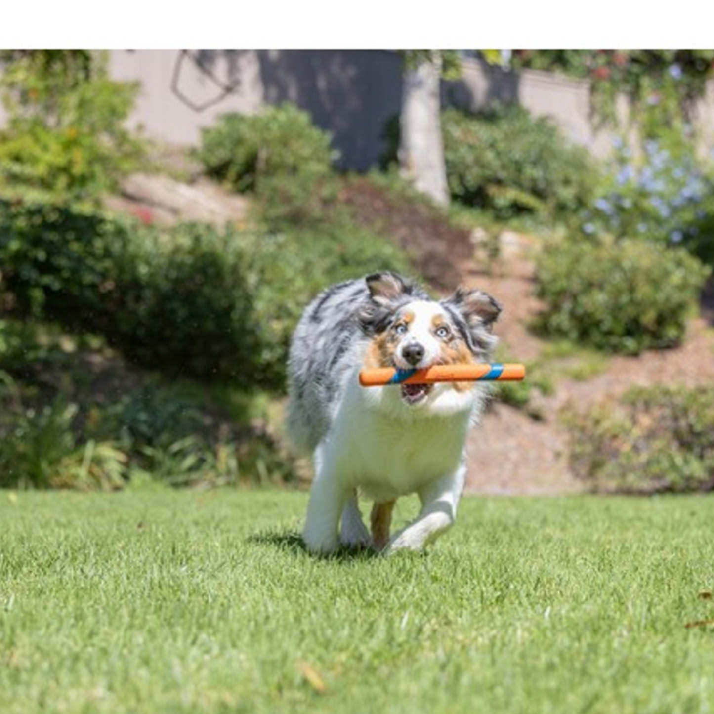 Dog running with Chuckit! Ultra Fetch Stick