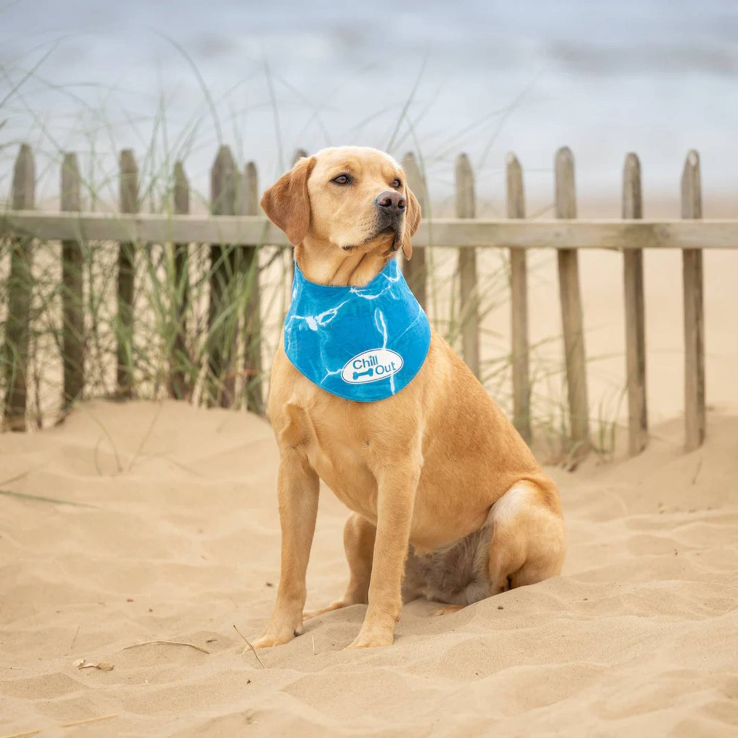 Dog wearing cooling bandana for dogs