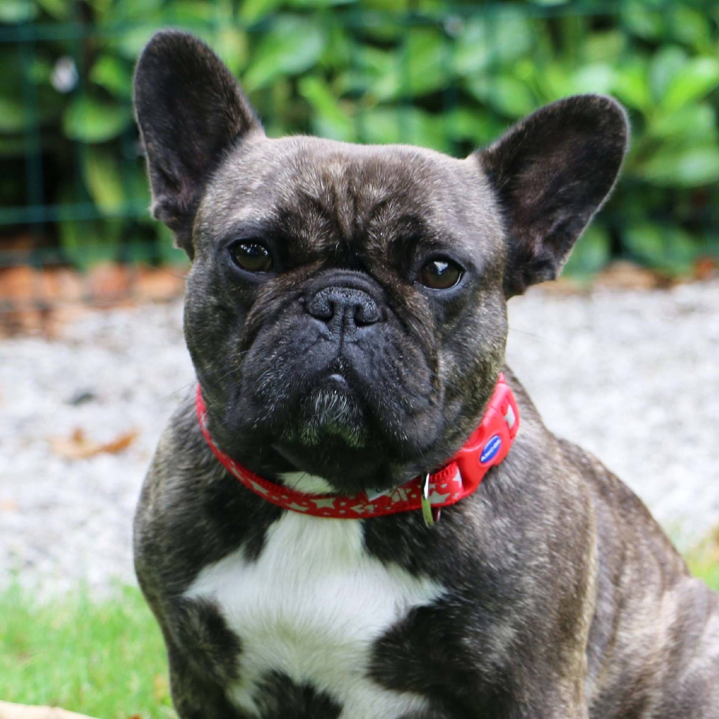French Bulldog wearing a red collar outdoors with greenery in the background