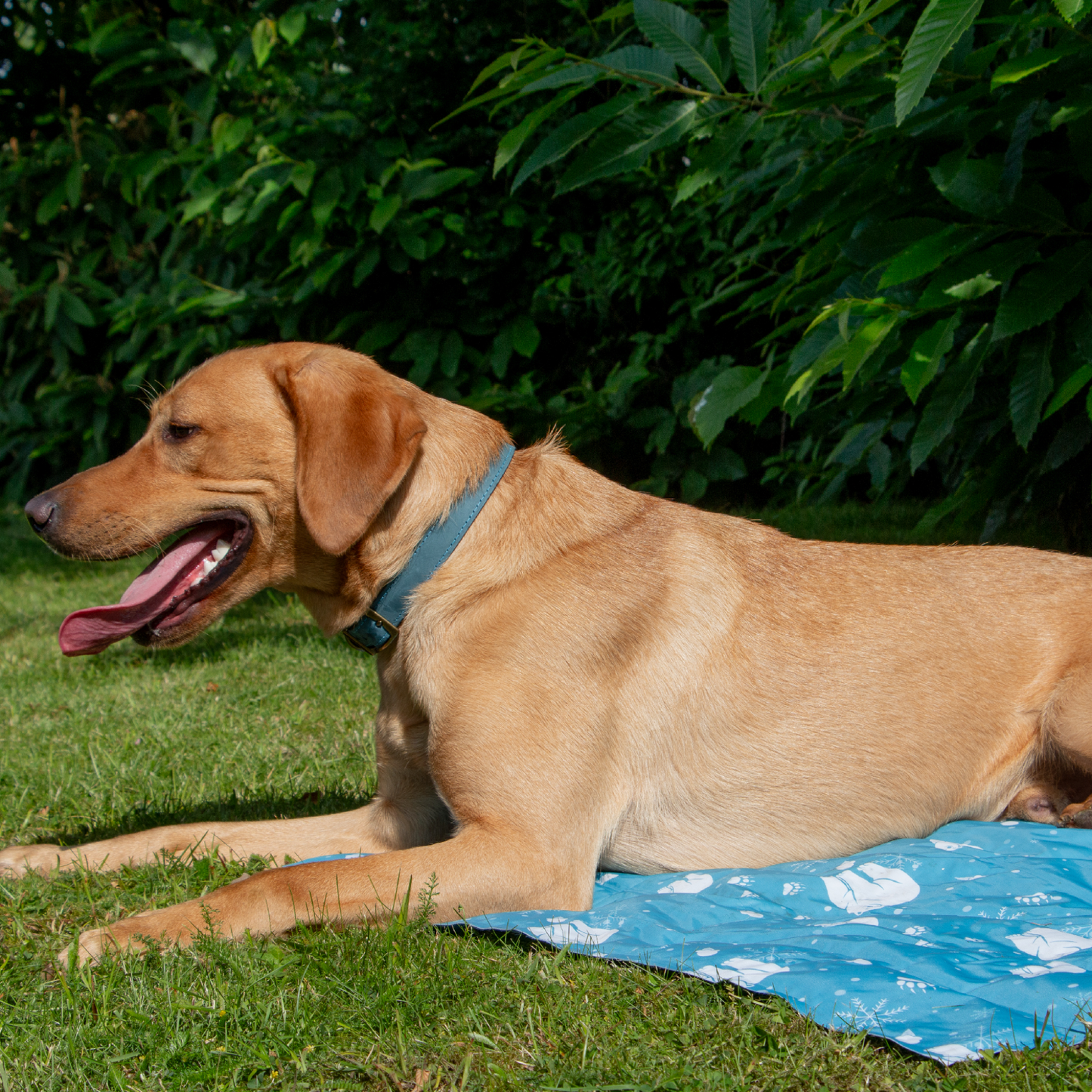 DOG SAT ON AN ANCOL COOLING MAT
